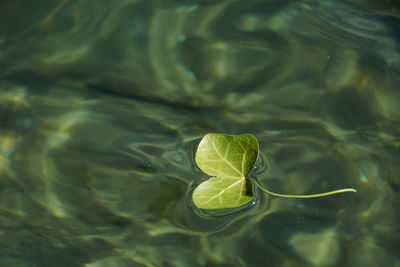 Green flower floating in crystal clear water. colors of nature