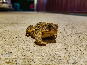 Close-up of frog on floor