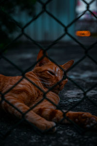 Close-up of cat looking at chainlink fence