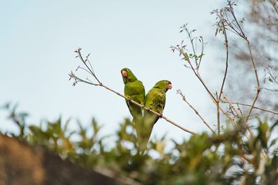 Low angle view of birds perching on plant