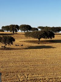 Alentejo landscape