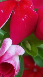 Close-up of pink rose blooming outdoors