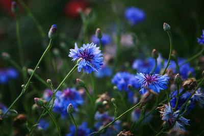 Close-up of purple flowering plants on field