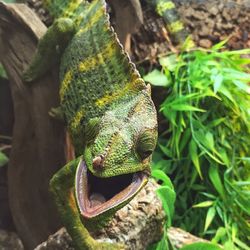 Chameleons in forest