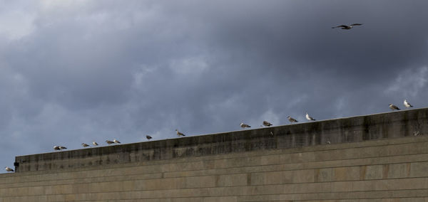 Birds flying against sky