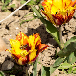 Close-up of yellow flower