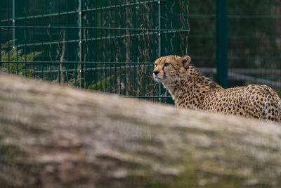 Cat looking away in zoo