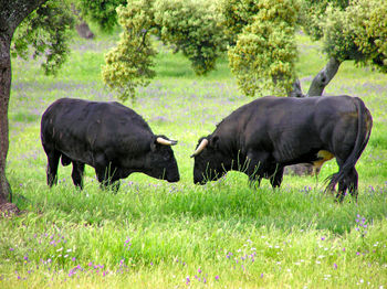 Bulls grazing on field