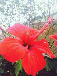 Close-up of fresh red day lily blooming outdoors