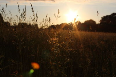 Scenic view of landscape at sunset