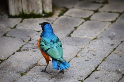 High angle view of a bird on footpath