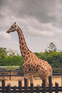 Giraffe standing on field at zoo against cloudy sky