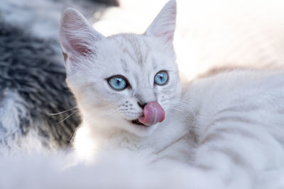 Close-up portrait of a cat