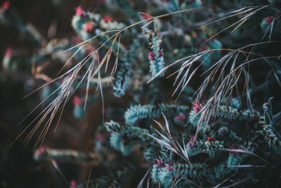 Close-up of plants in sea