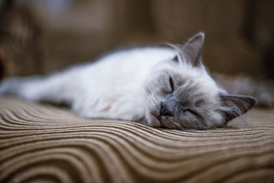 The cat sleeps peacefully and relaxes on a soft brown fabric neva masquerade white with a copy space