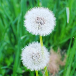 Close-up of dandelion flowers