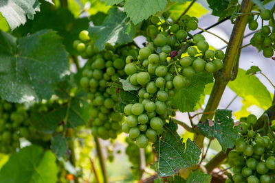 Close-up of grapes growing in vineyard