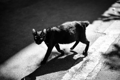 Cat on street