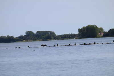 View of birds in sea against clear sky