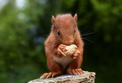 Portrait of squirrel on tree