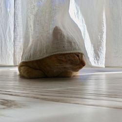 Cat sleeping on floor at home