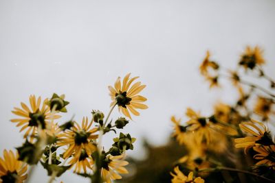 Close-up of yellow flowers blooming against clear sky