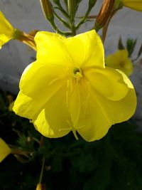 Close-up of yellow flower blooming outdoors