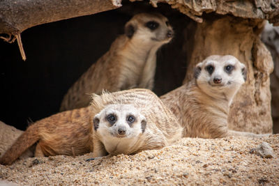 Portrait of sheep in a zoo