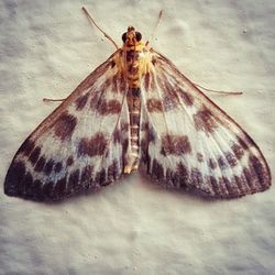 Butterfly perching on leaf