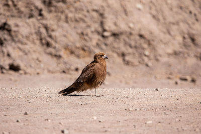 Side view of a bird on sand