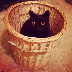 Close-up portrait of cat in basket