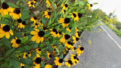 Close-up of yellow flowers