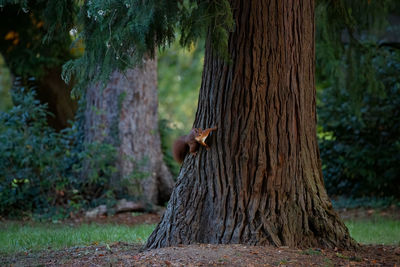 Little squirrel on a big tree trunk in the park