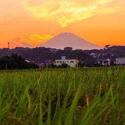 Scenic view of field against sky during sunset