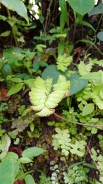 Close-up of insect on plant