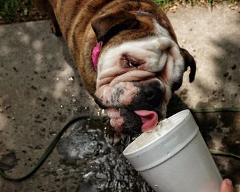 High angle view of english bulldog drinking water from plastic glass in back yard