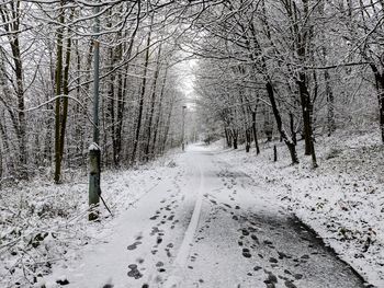 Snow covered road amidst trees