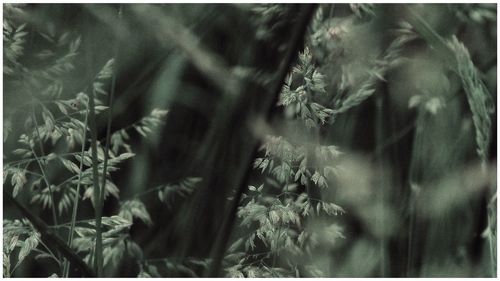 Plants growing in the dark