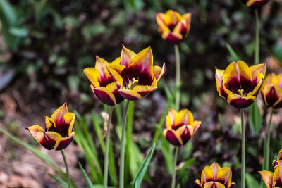 Close-up of yellow flowering plant