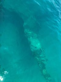 View of jellyfish swimming in sea