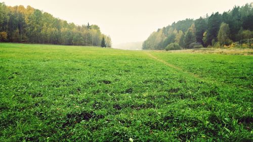 Scenic view of grassy field