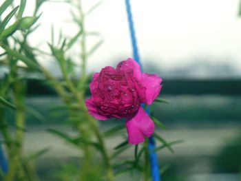 Close-up of pink rose