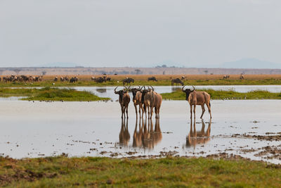 Herd of wildebeest near the water