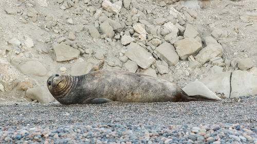 High angle view of sea lion on sand