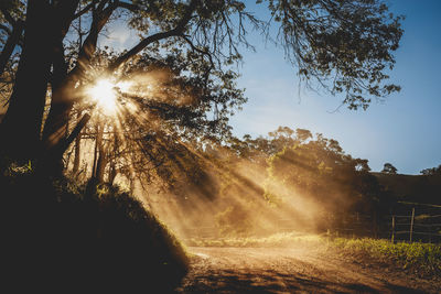 Sunlight streaming through trees on field against sky on sunny day