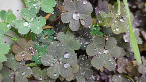 Close-up of raindrops on leaves