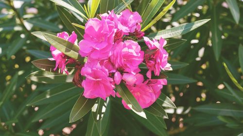 Close-up of pink flowers blooming outdoors