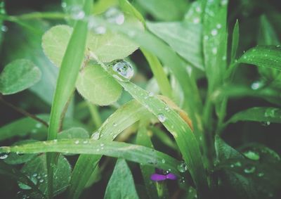 Close-up of water drops on leaf