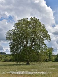 Trees on field against sky