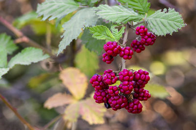 Close-up of red berries growing on plant